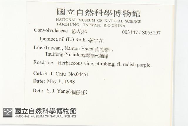 牽牛花藏品圖，第2張