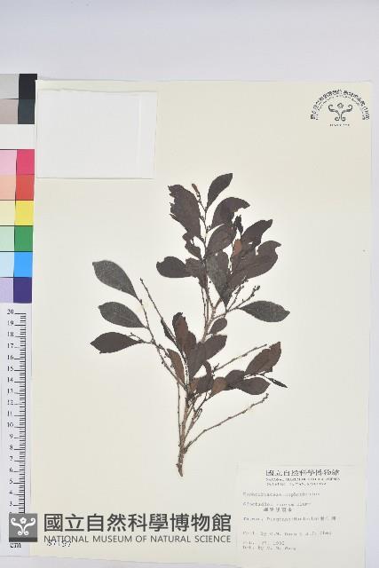 細葉饅頭果藏品圖，第1張