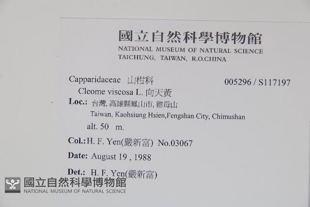 向天黃藏品圖，第2張