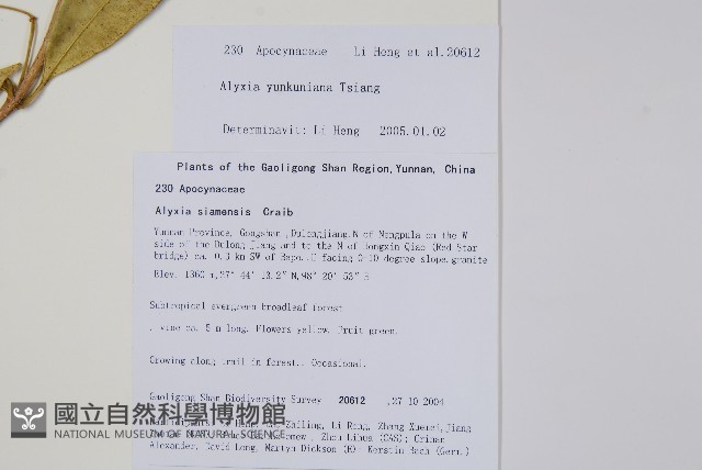 長序鏈珠藤藏品圖，第2張