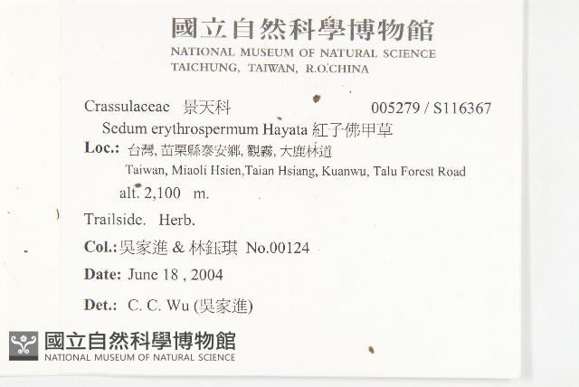 水辣菜、禺毛茛藏品圖，第3張