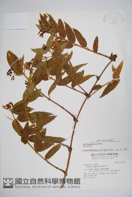 阿里山忍冬、漸尖葉忍冬藏品圖，第1張