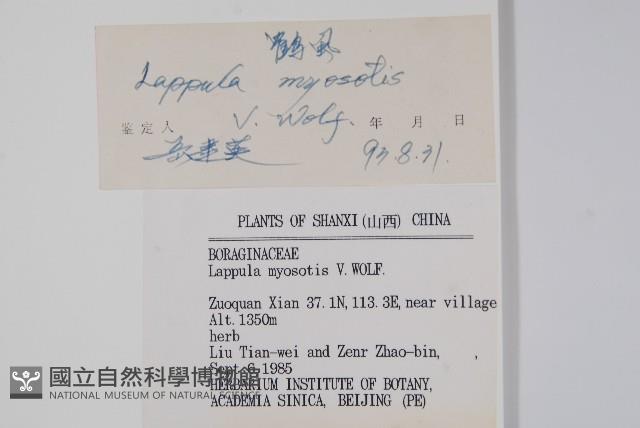 勿忘草狀鶴蝨藏品圖，第2張