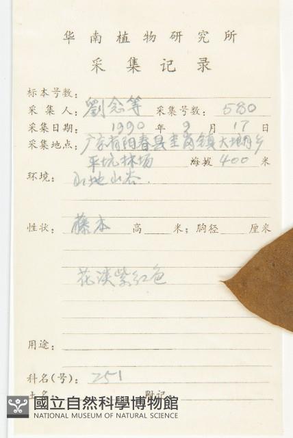 頭花銀背藤藏品圖，第2張