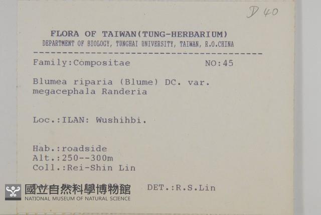 大頭艾納香藏品圖，第2張