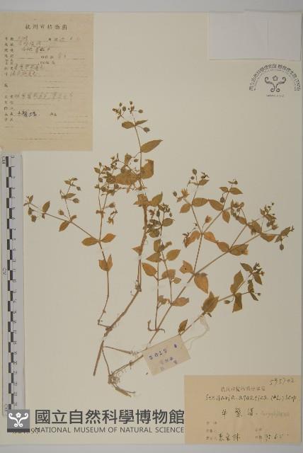 鵝兒腸藏品圖，第1張