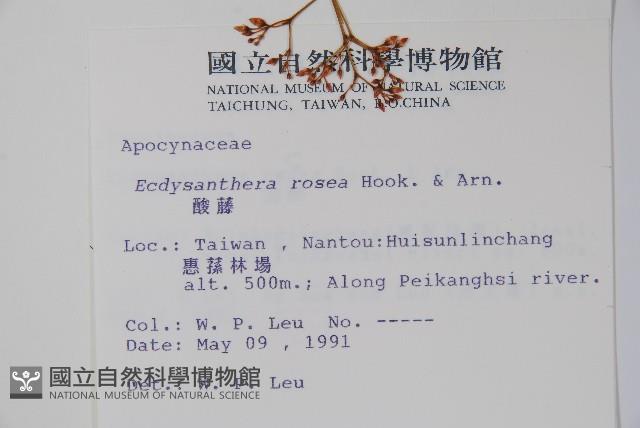 酸藤藏品圖，第2張