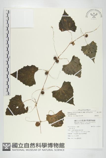 黑果馬交兒藏品圖，第1張