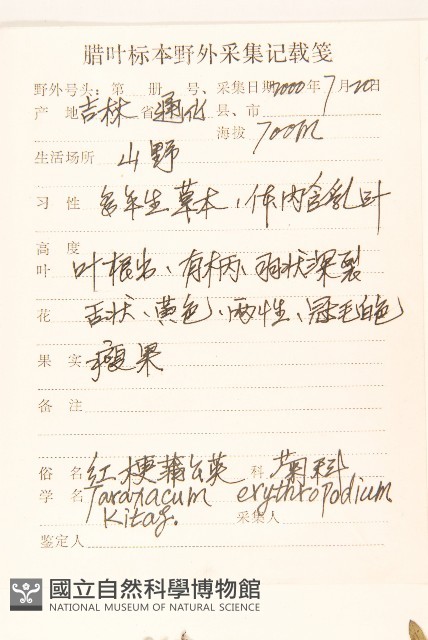 細梗蒲公英藏品圖，第2張
