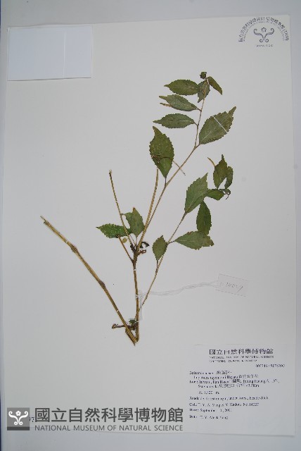 黃花鳳仙花藏品圖，第1張