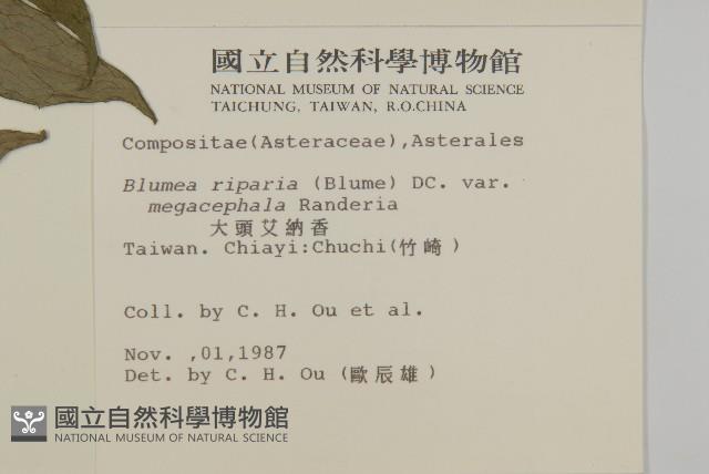 大頭艾納香藏品圖，第2張