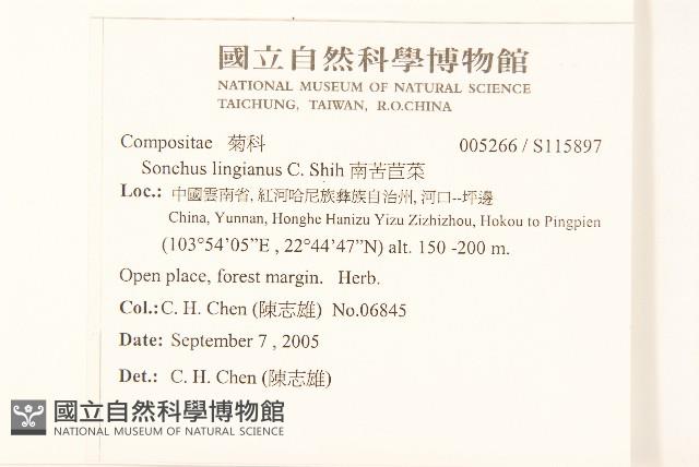 南苦苣菜藏品圖，第2張