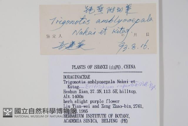 鈍萼附地菜藏品圖，第2張