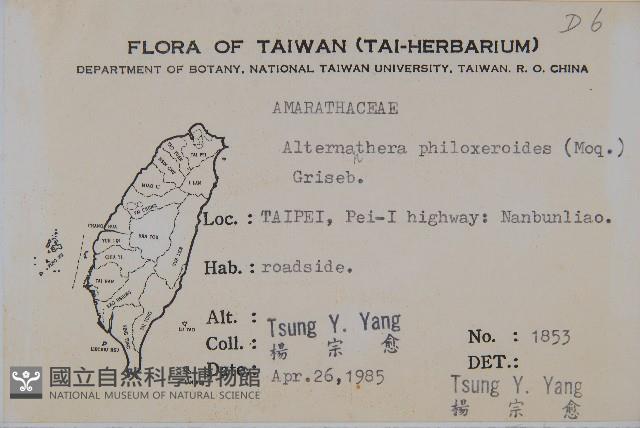 空心蓮子草藏品圖，第2張