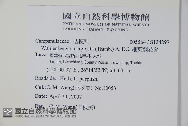 細葉蘭花參藏品圖，第2張