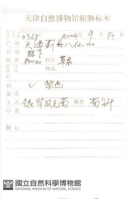 銀背風毛菊藏品圖，第2張