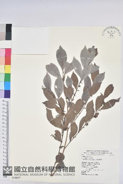 細葉饅頭果藏品圖，第1張