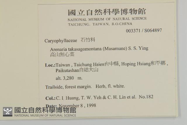 高山無心菜藏品圖，第2張