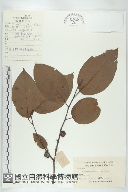 山紅柿藏品圖，第1張