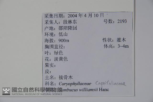 接骨木，木蒴藋藏品圖，第2張