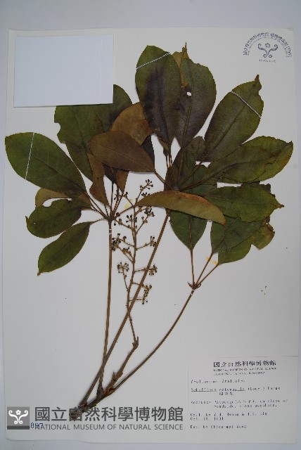 鵝掌柴、江某、鴨腳樹藏品圖，第1張