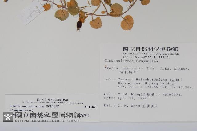 普刺特草藏品圖，第2張