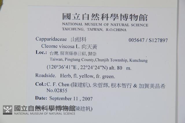 向天黃藏品圖，第2張