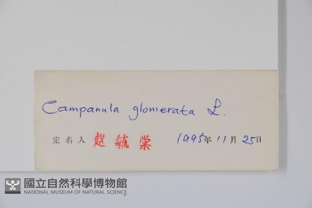 聚花風鈴草藏品圖，第2張