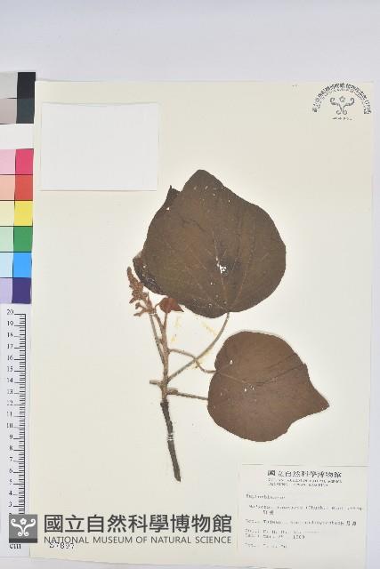 野桐藏品圖，第1張