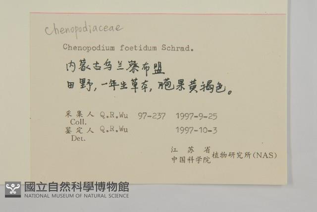 菊葉香藜藏品圖，第2張