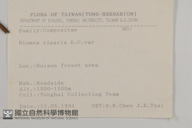 假東風菜藏品圖，第2張