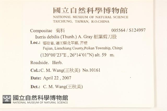 細葉剪刀股藏品圖，第2張