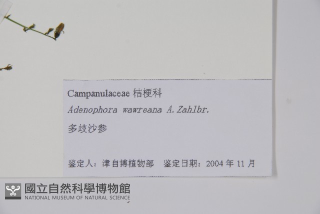 多歧沙參藏品圖，第2張