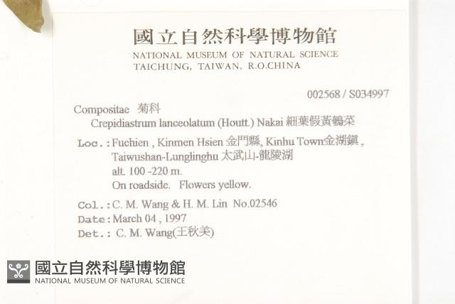 細葉假黃鵪菜藏品圖，第2張