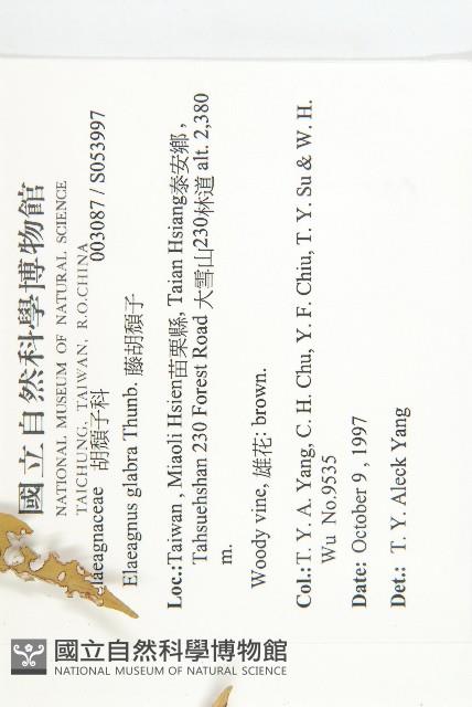 Smooth Elaeagnus Collection Image, Figure 2, Total 2 Figures