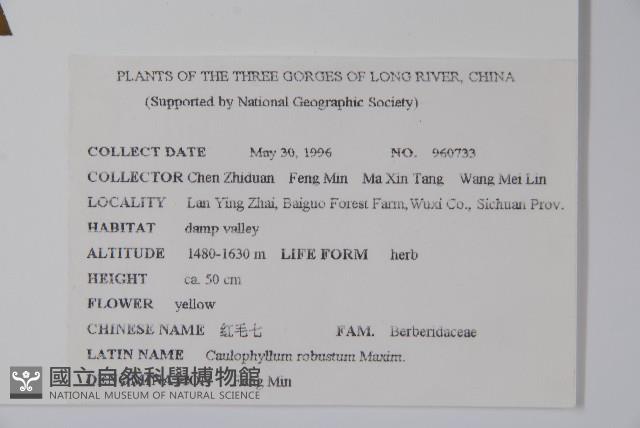 紅毛七藏品圖，第2張