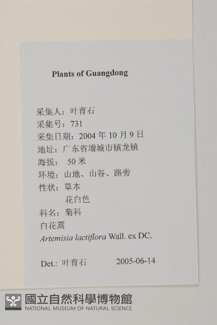 角菜、珍珠菜藏品圖，第2張