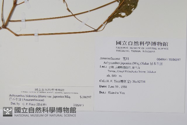 日本牛膝藏品圖，第2張