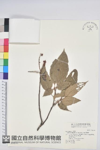 粗糠柴藏品圖，第1張