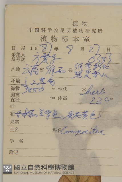 腺舌紫菀藏品圖，第2張
