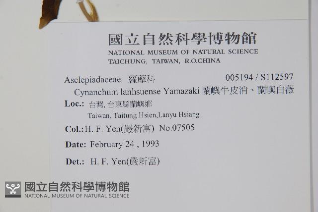 蘭嶼牛皮消、蘭嶼白薇藏品圖，第2張