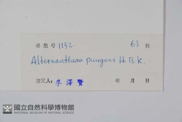 刺花蓮子草藏品圖，第2張