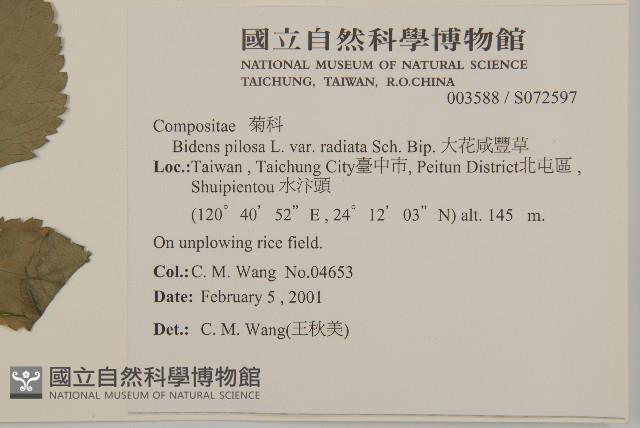 大花咸豐草藏品圖，第2張