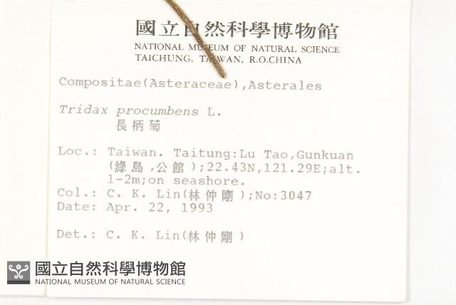 長柄菊藏品圖，第2張