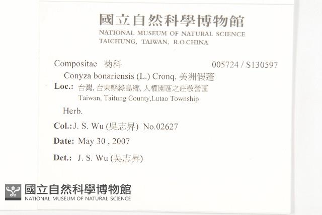 美洲假蓬藏品圖，第2張