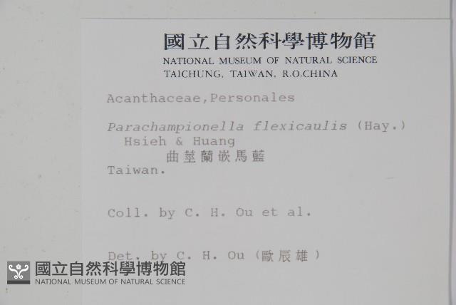 曲莖馬藍藏品圖，第2張