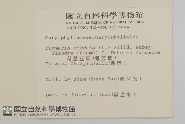 荷蓮豆草、菁芳草藏品圖，第2張