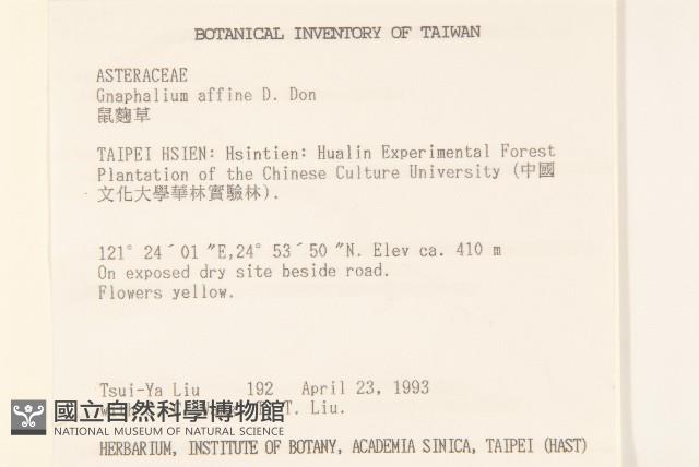 鼠麴草藏品圖，第2張