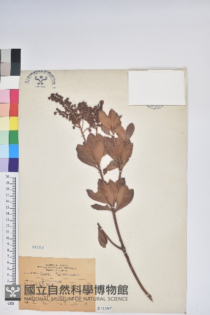 臺灣馬醉木藏品圖，第1張