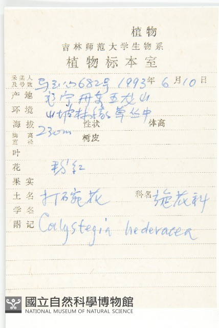打碗花藏品圖，第2張